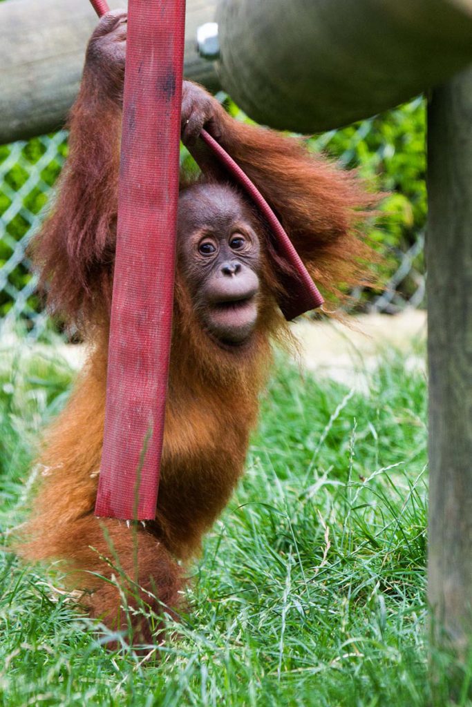 Sumatran orang-utan (Pongo abelii)