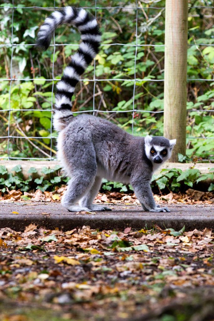 Ring-Tailed Lemur (Lemur catta)