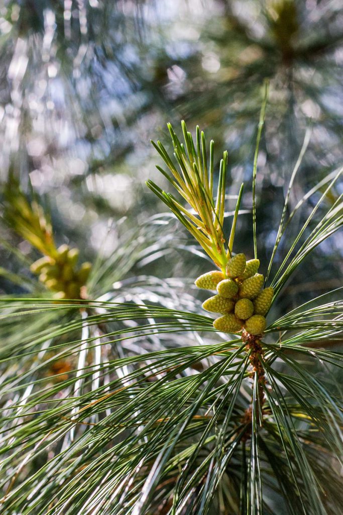 Chinese White Pine (Pinus armandii), Dorset, 2010